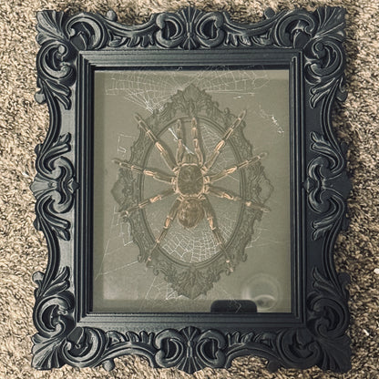 LTD Tarantula Shadowbox Art Genuine Spiderweb Background