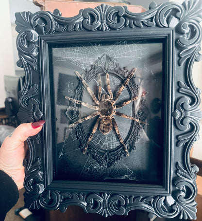 LTD Tarantula Shadowbox Art Genuine Spiderweb Background
