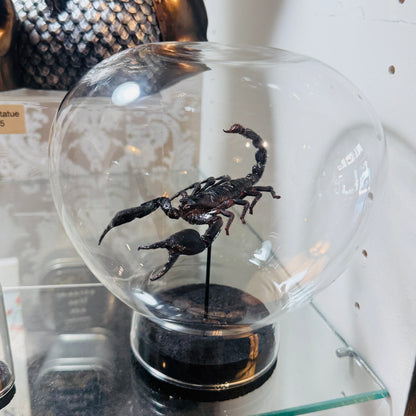 LTD Emperor Scorpion Specimen In Glass Dome Black Base