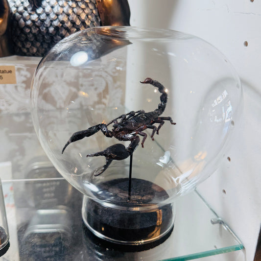 LTD Emperor Scorpion Specimen In Glass Dome Black Base