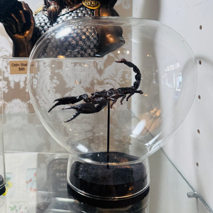 LTD Emperor Scorpion Specimen In Glass Dome Black Base
