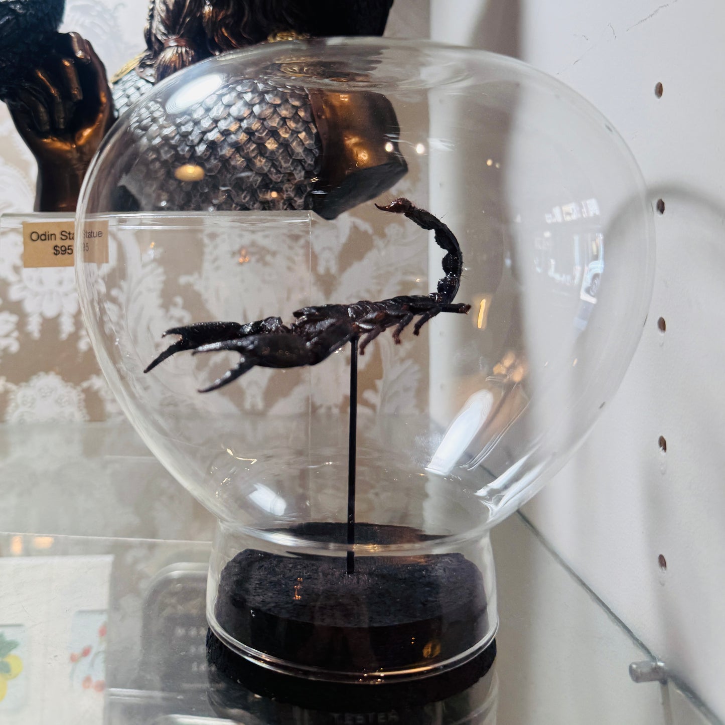 LTD Emperor Scorpion Specimen In Glass Dome Black Base