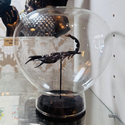 LTD Emperor Scorpion Specimen In Glass Dome Black Base