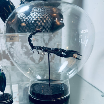 LTD Emperor Scorpion Specimen In Glass Dome Black Base