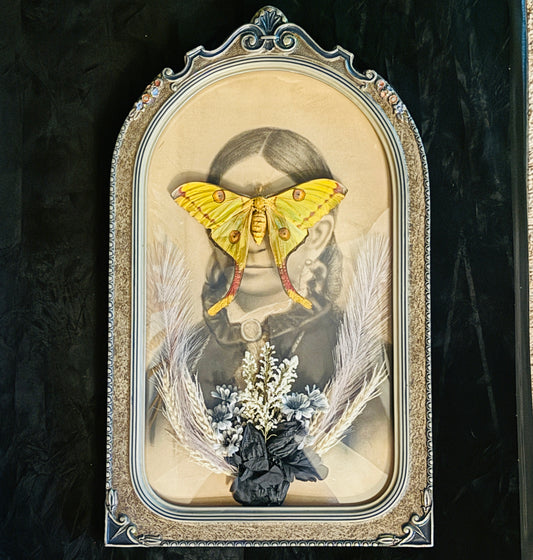 Veiled Curiosities { Evangeline } Argema Mittrei Marbled Deco Edges Victorian Frame
