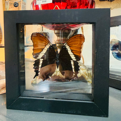 Framed Single Butterfly Siproeta Epaphus