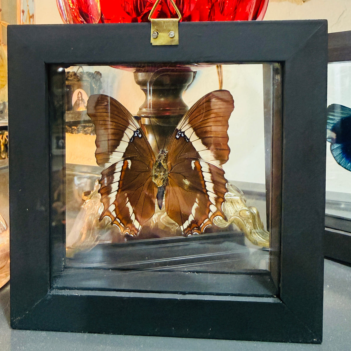 Framed Single Butterfly Siproeta Epaphus