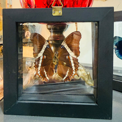 Framed Single Butterfly Siproeta Epaphus