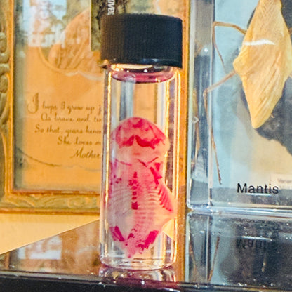 Diaphonized Pinky Mouse Specimen