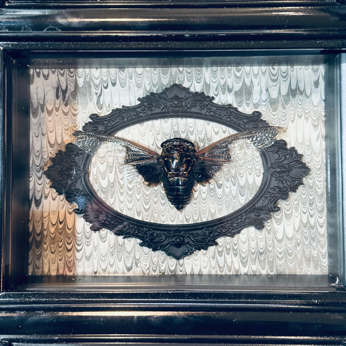 LTD Batwing Cicada Shadowbox Art Victorian Swirl Background