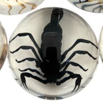 Scorpion or Spider in Half Dome Lucite