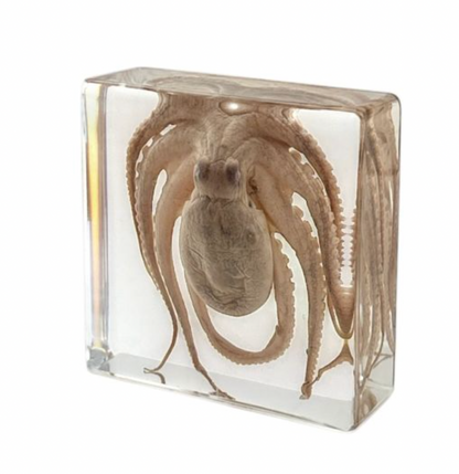 Octopus in Lucite