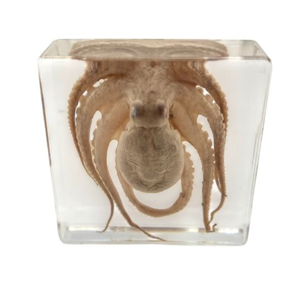 Octopus in Lucite