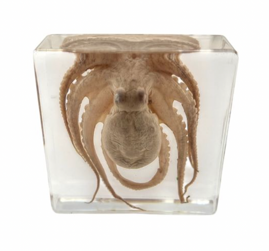 Octopus in Lucite