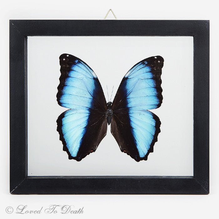 Banded Blue Morpho In Double Glass Black Frame - Loved To Death