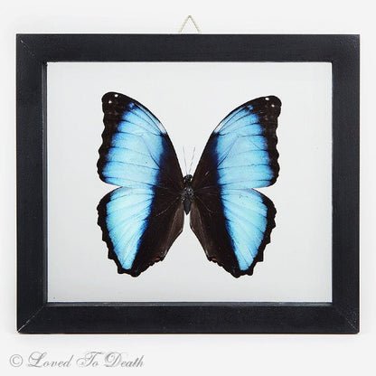 Banded Blue Morpho In Double Glass Black Frame - Loved To Death