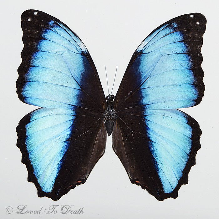 Banded Blue Morpho In Double Glass Black Frame - Loved To Death