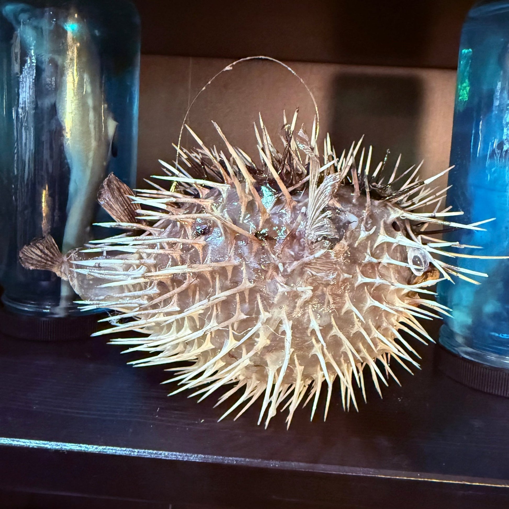 Blowfish - Loved To Death