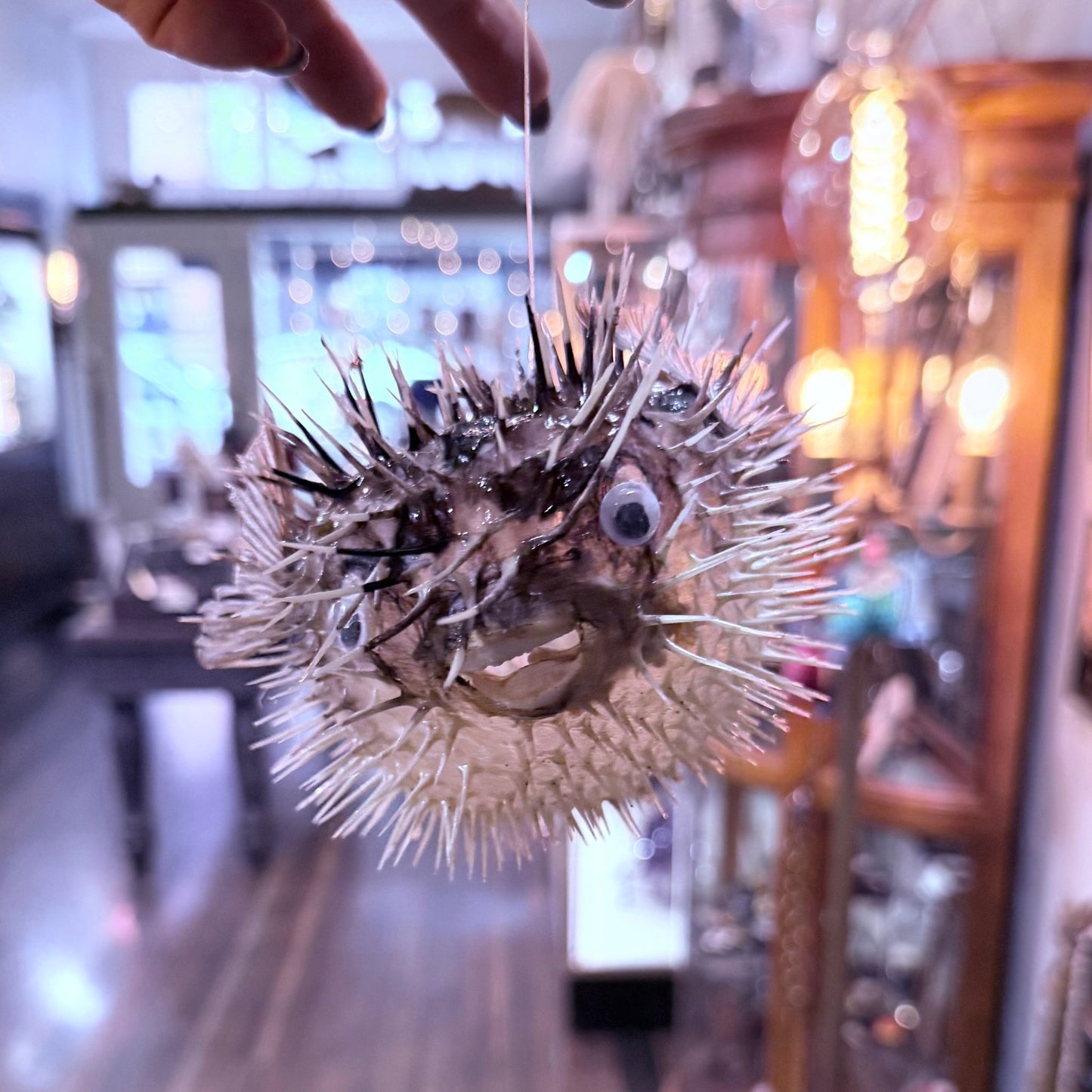 Blowfish - Loved To Death