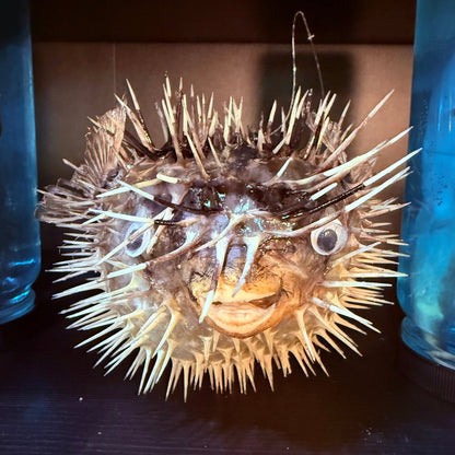 Blowfish - Loved To Death