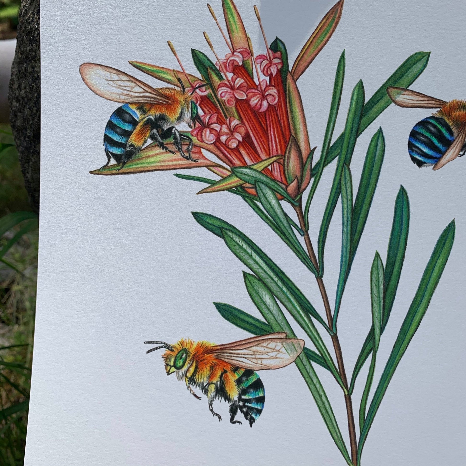 { Blue Banded Bees } Giclee Print By Rachel Diaz-Bastin - Loved To Death