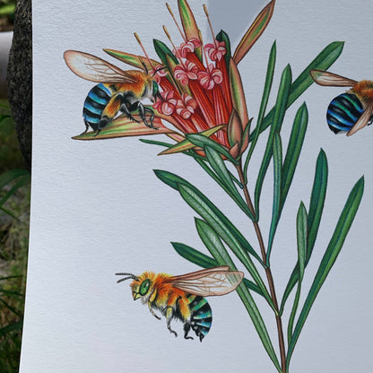 { Blue Banded Bees } Giclee Print By Rachel Diaz-Bastin - Loved To Death