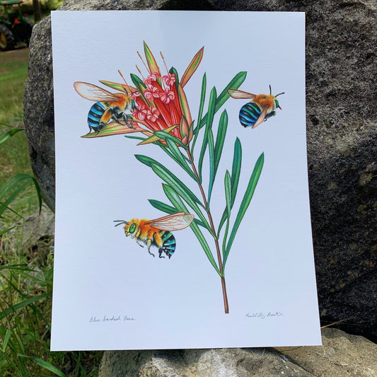{ Blue Banded Bees } Giclee Print By Rachel Diaz-Bastin - Loved To Death
