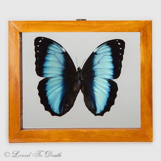 Blue Banded Morpho Framed Natural Wood - Loved To Death