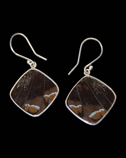 Blue & Black Butterfly Wing Sterling Diamond Earrings - Loved To Death