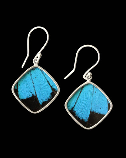 Blue & Black Butterfly Wing Sterling Diamond Earrings - Loved To Death