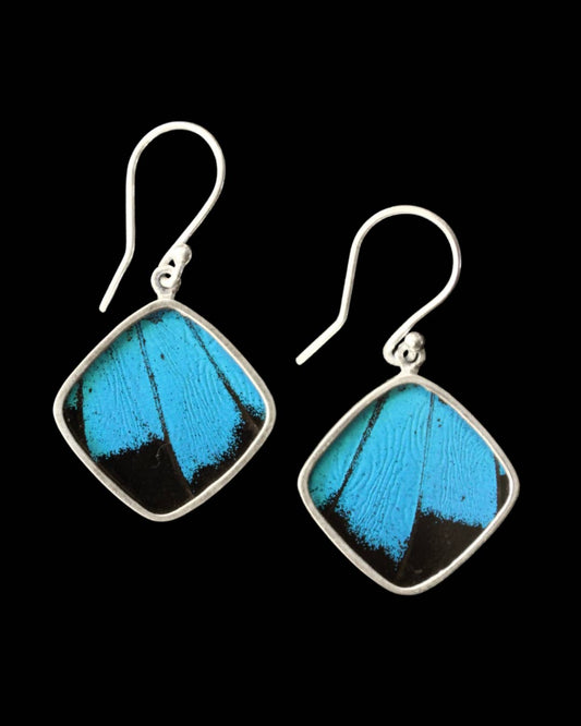 Blue & Black Butterfly Wing Sterling Diamond Earrings - Loved To Death
