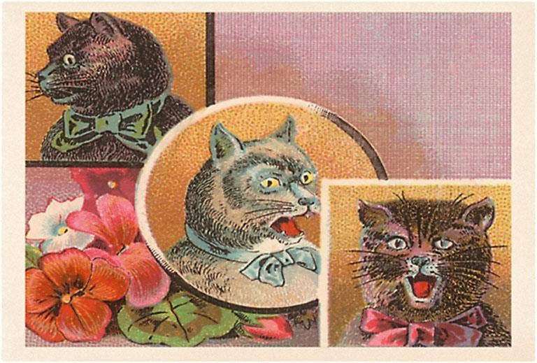 Postcard Victorian Irate Cats