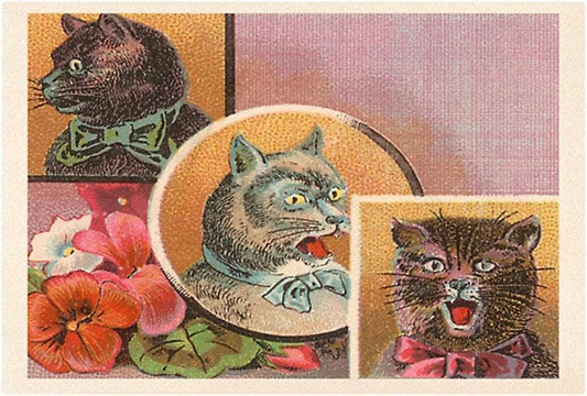 Postcard Victorian Irate Cats