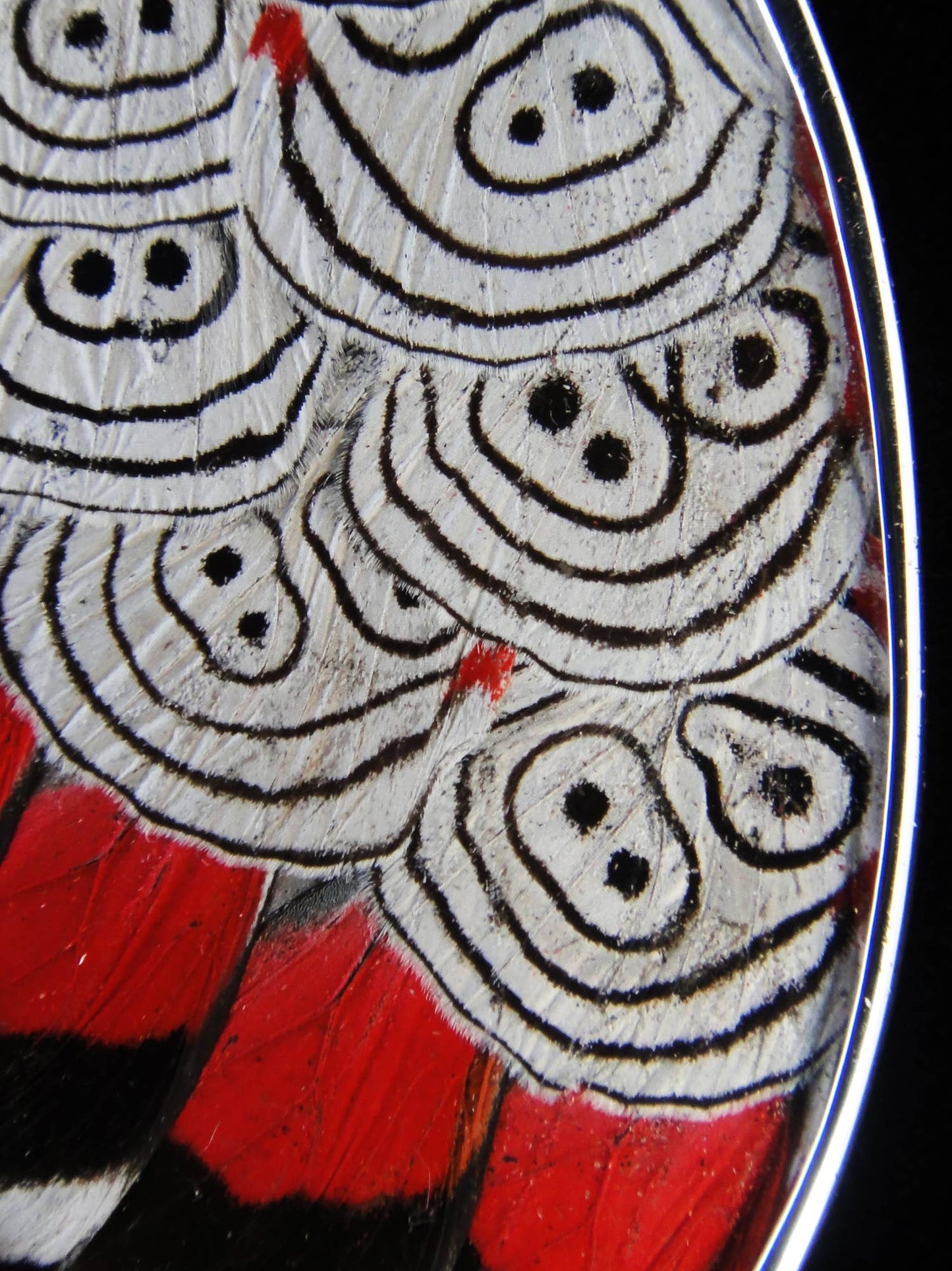 Shimmerwings "88" XX-Large Butterfly Pendant