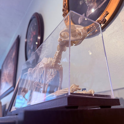 Domestic Cat Articulated Skeleton - Loved To Death