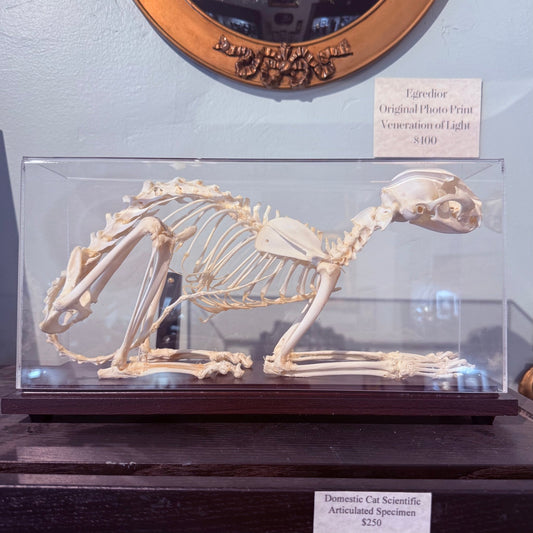 Domestic Cat Articulated Skeleton - Loved To Death