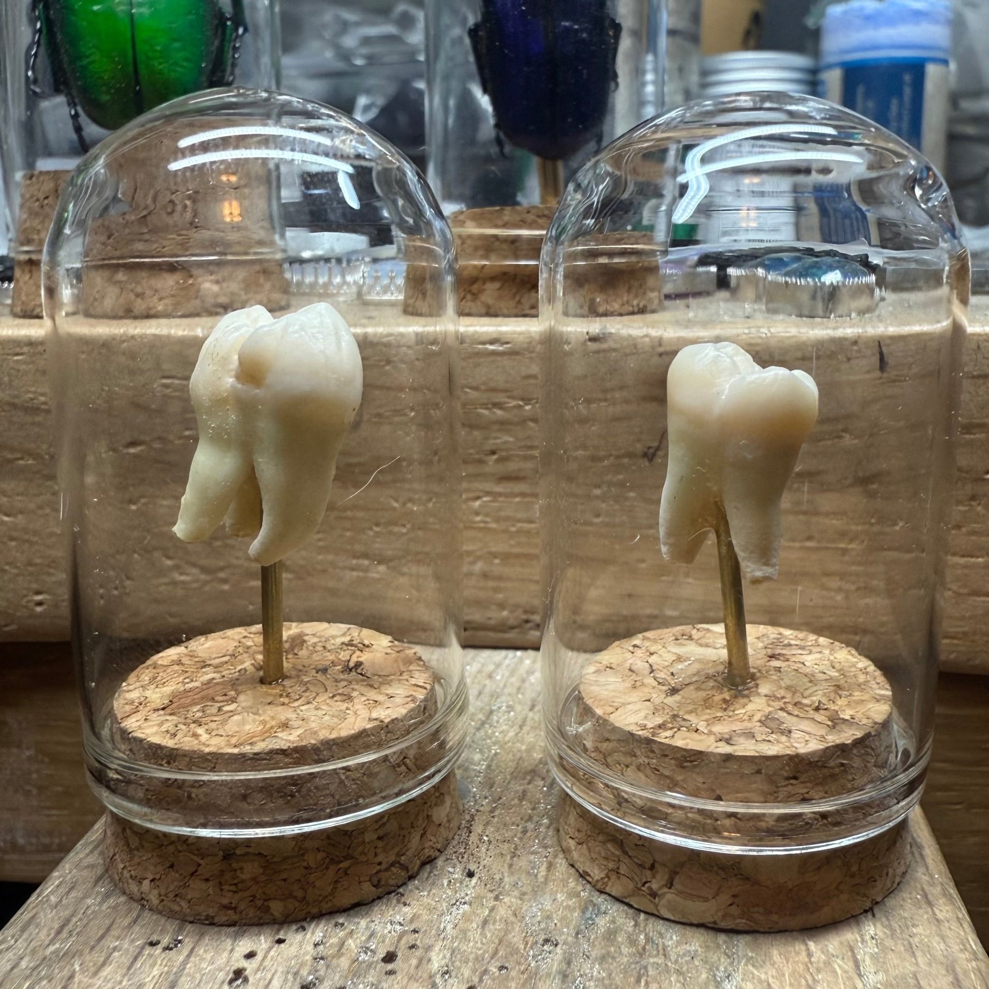 Genuine Human Tooth Curio Dome - Loved To Death