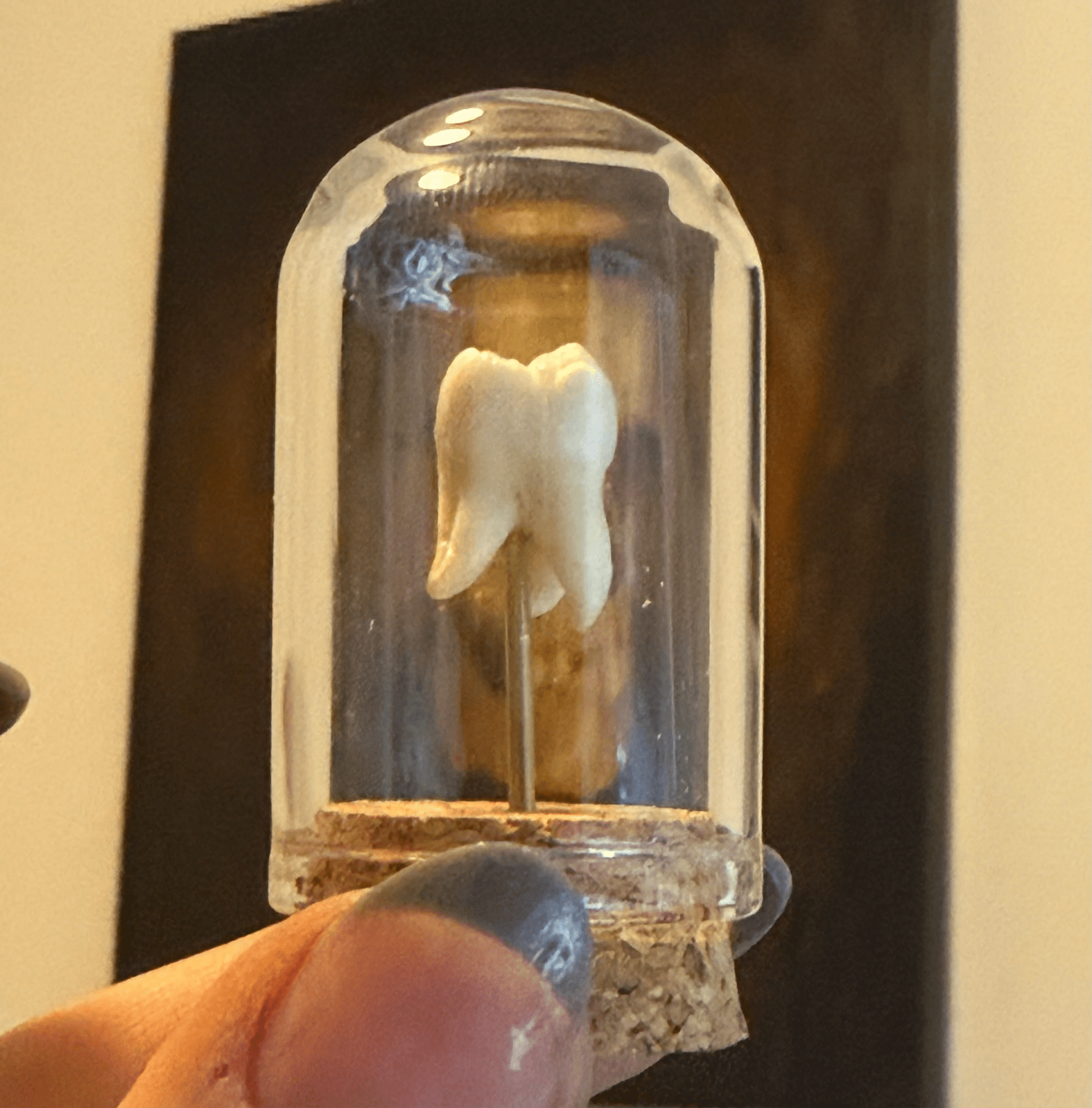 Genuine Human Tooth Curio Dome - Loved To Death