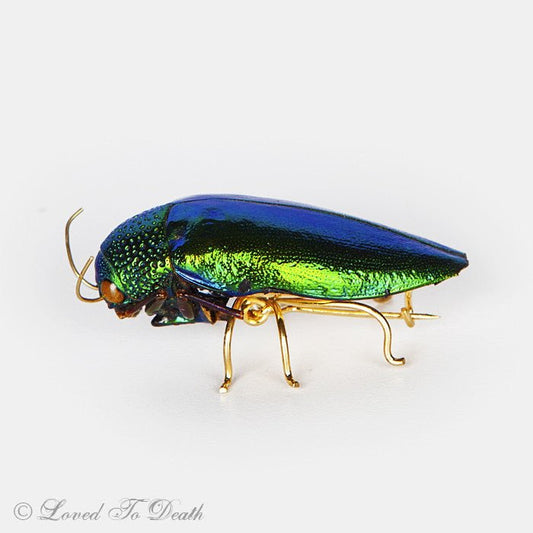Genuine Jewel Beetle Pin Brooch - Loved To Death