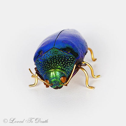 Genuine Jewel Beetle Pin Brooch - Loved To Death