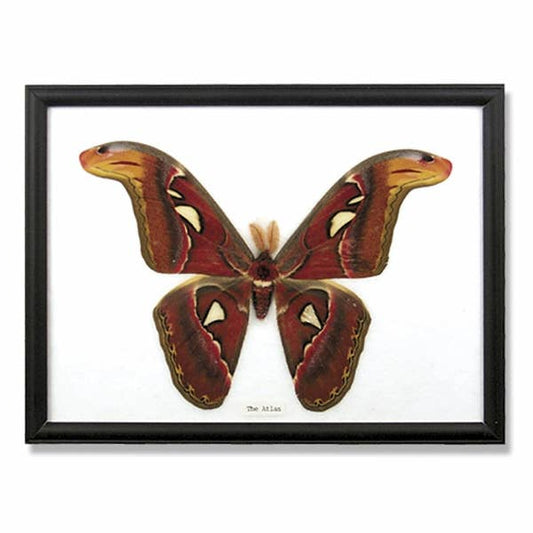Giant Atlas Moth Specimen Framed - Loved To Death