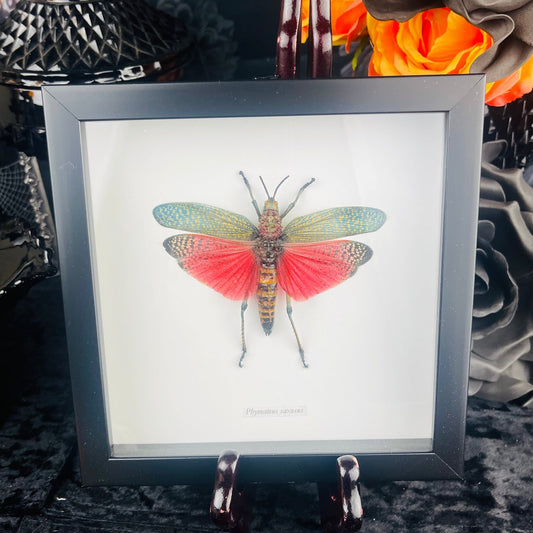 Grasshopper Deep Pink & Green Shadowbox Specimen - Loved To Death