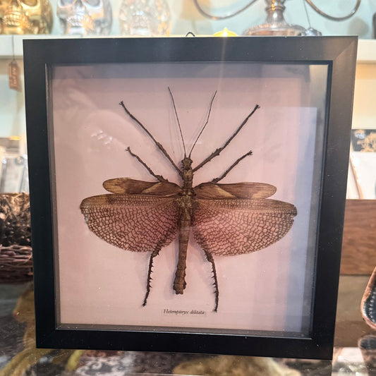 Grasshopper Heteropteryx Dilitata Shadowbox Specimen - Loved To Death
