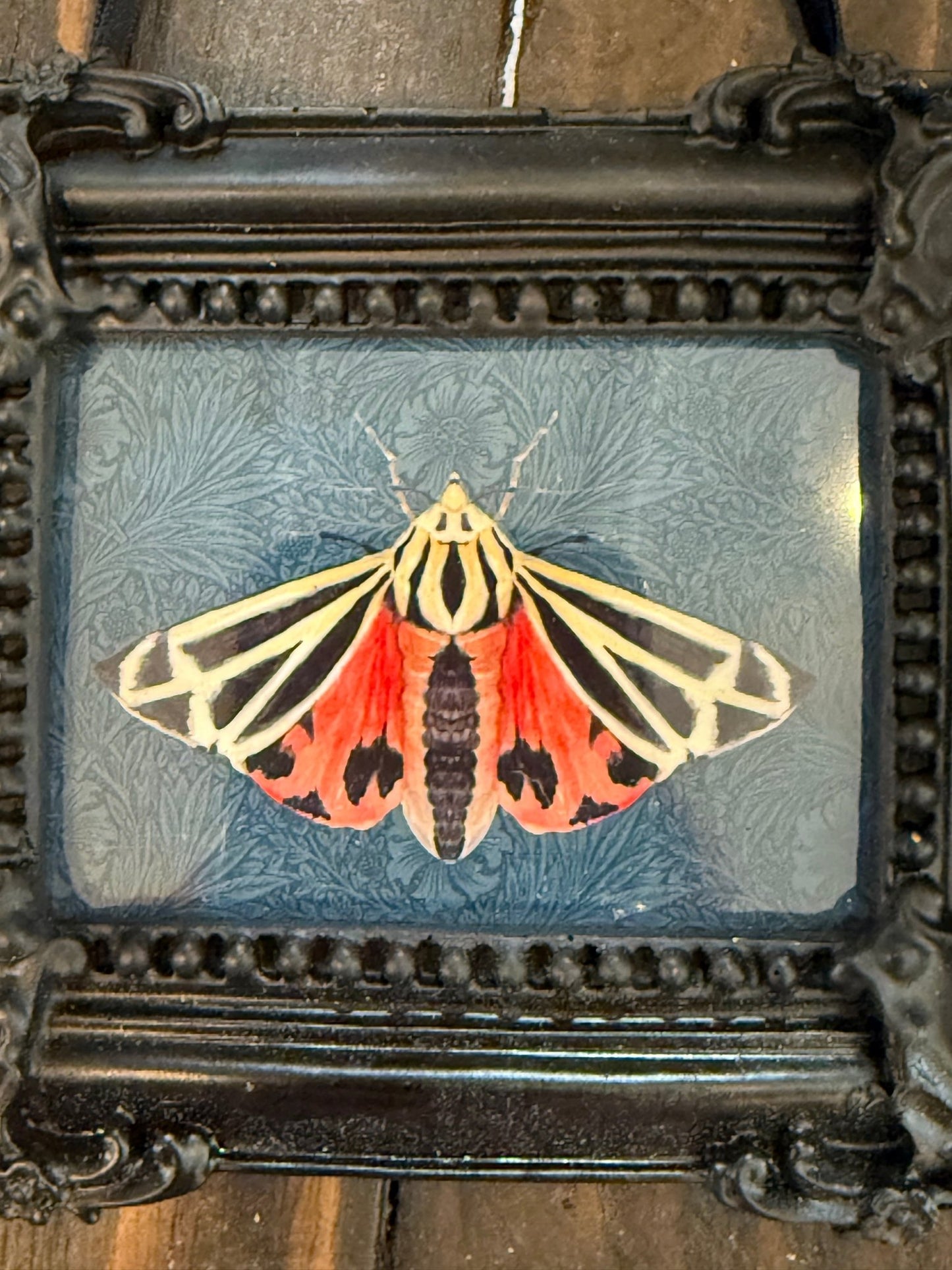 Harnessed moth { Tiffany Dow } Black Framed Giclee Print - Loved To Death