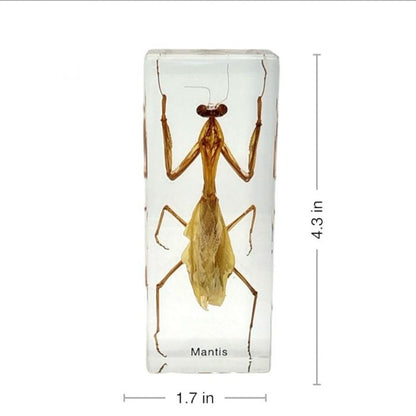 Mantis in Lucite