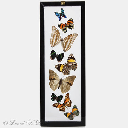 Nine Butterflies Framed in Double Glass Black - Loved To Death