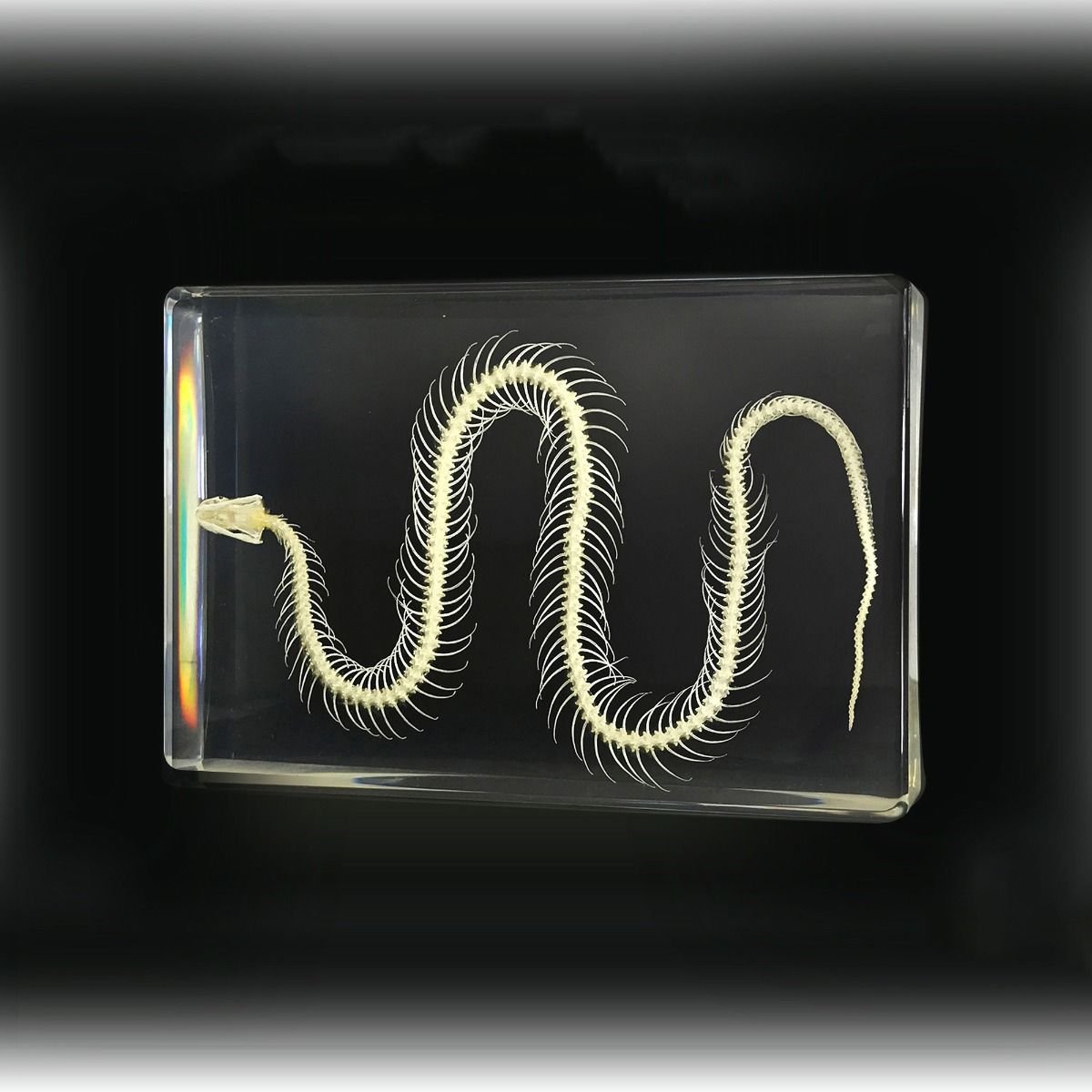 Non - Venomous Sbake Skeleton in Lucite - Loved To Death