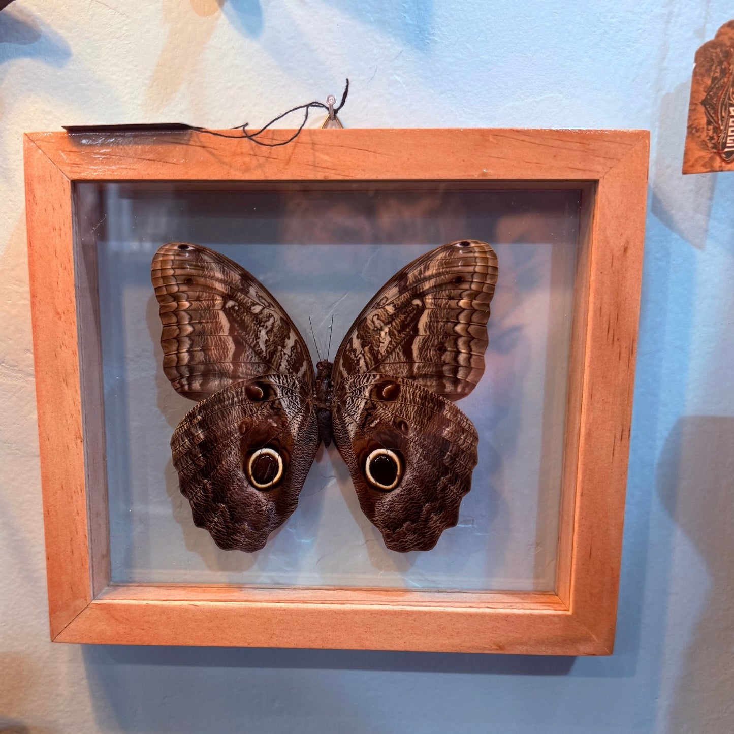 Owl Moth Double Glass Framed Wood Natural - Loved To Death