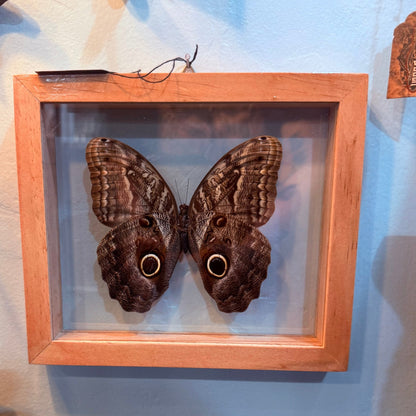 Owl Moth Double Glass Framed Wood Natural - Loved To Death