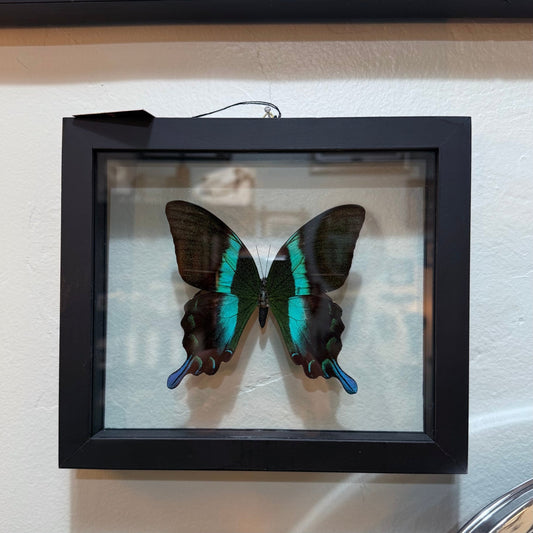 Papilio Blumei Butterfly Specimen Double Glass Framed Wood Black - Loved To Death